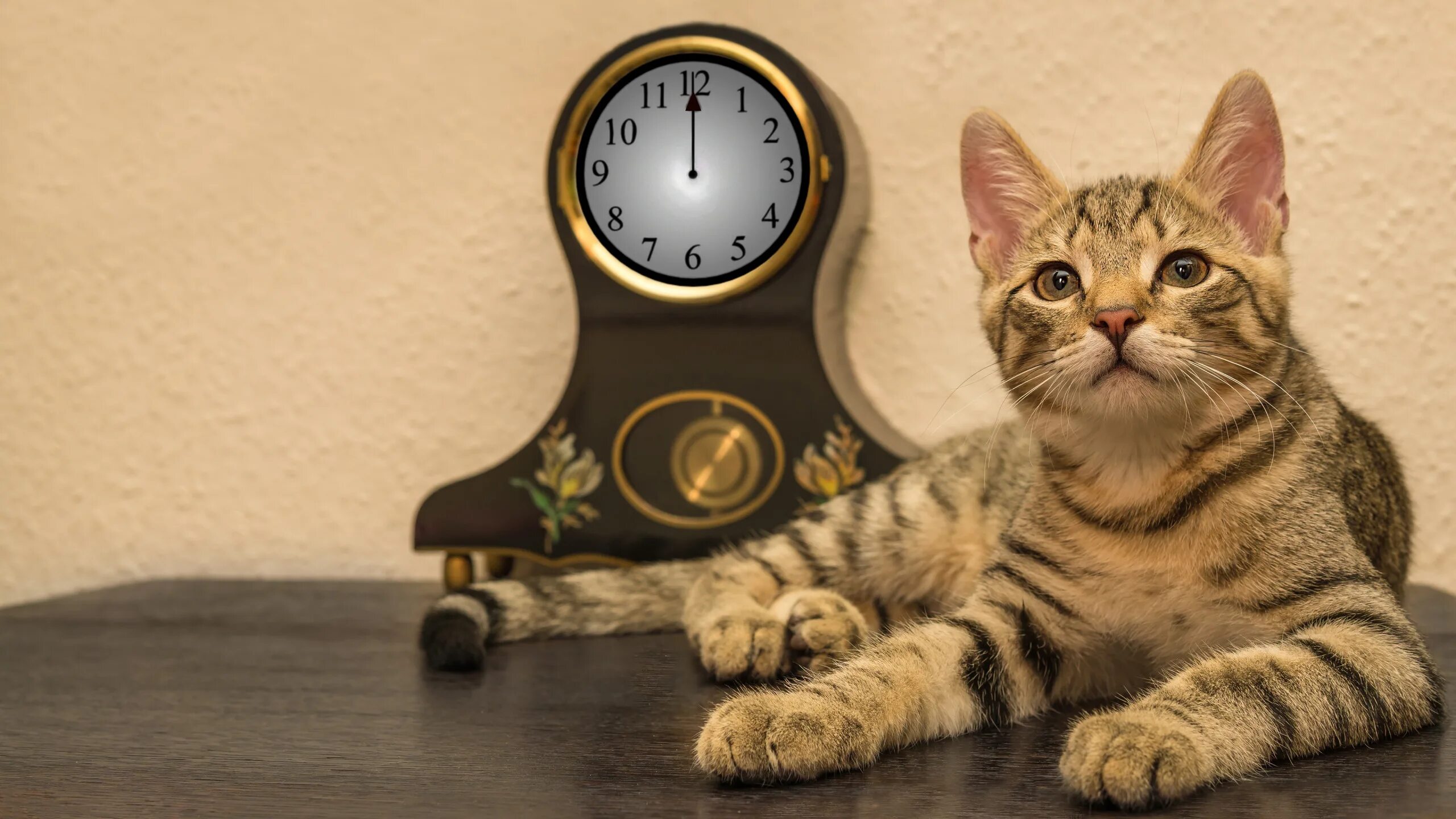 Коты 10 часов. Кот с часами. Котик и часы. Часы коты. Котик с часиками.