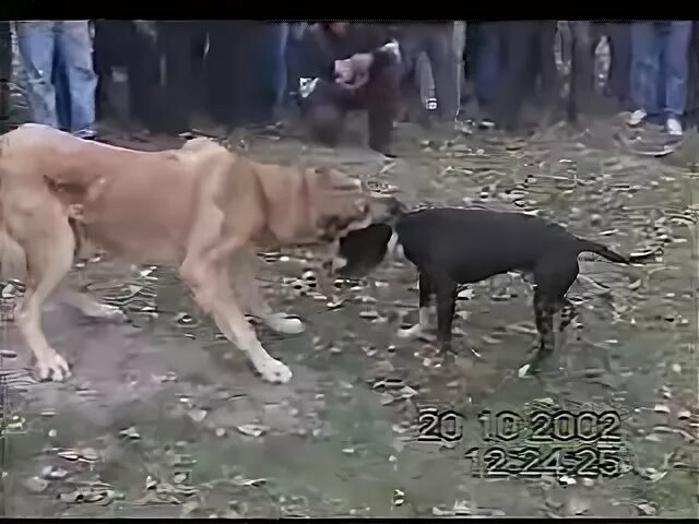 Видео боев питбулей против питбуля