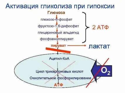 Атф активирует