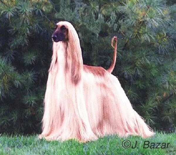 Собака с длинной шеей. Афганская борзая розовая. Собака Афганская борзая. Кензо Афганская борзая. Афганская борзая персиковая.