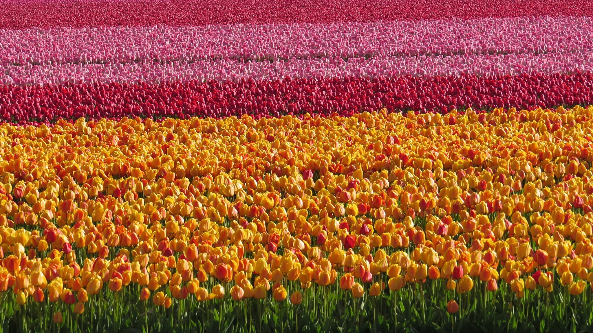 Где тюльпановые поля. Поле тюльпанов. Тюльпаны разноцветные. Много цветов поле. Поле разноцветных тюльпанов.