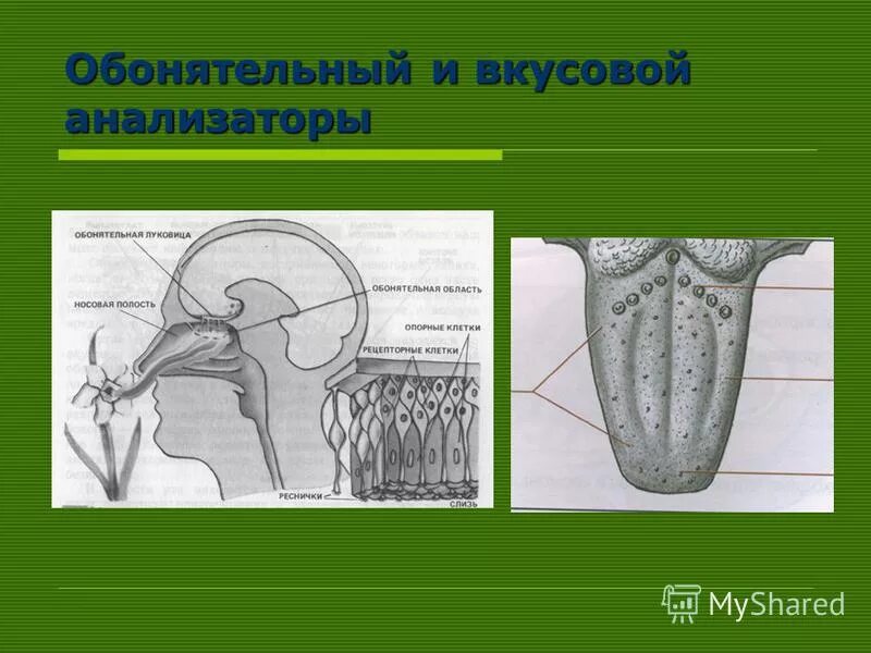 Периферическое звено обонятельного анализатора. Обонятельный анализатор 8 класс биология. Строение и функции обонятельного и вкусового анализатора.. Вкусовой и обонятельный анализаторы. Обонятельно кожно зрительная