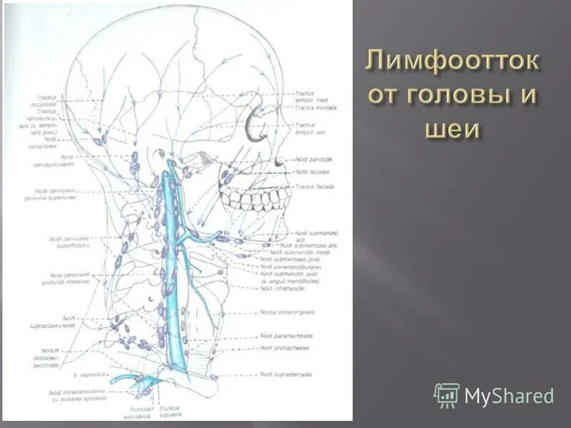 Lnn сокращение в анатомии. механизм сокращения волокон скелетной мышцы. схема сокращения скелетной мышцы. лимфатические узлы на шее. Lnn сокращение в анатомии.