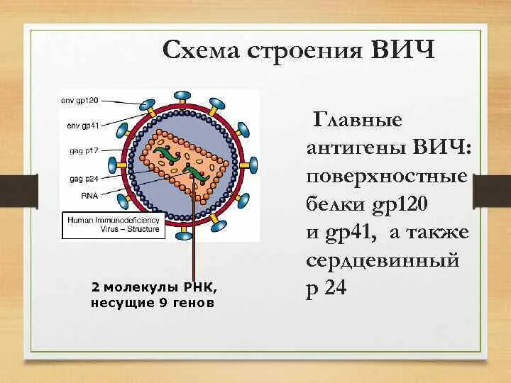 Тест антиген вич. ВИЧ инфекция структура вириона. ВИЧ антигены микробиология. Антигенная структура вируса иммунодефицита человека. Антигенная структура ВИЧ.