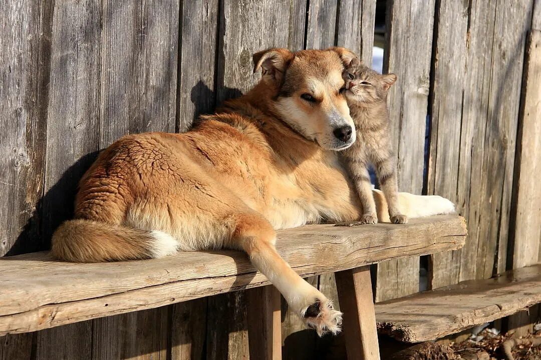 Dog village. Собака в деревне. Животные в деревне. Деревенские животные. Дом животные.