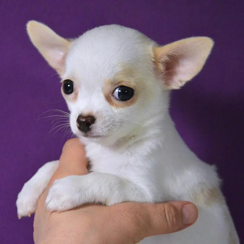 Чихуахуа беленький. Чихуахуа белая. Чихуахуа гладкошерстные. Чихуахуа белая гладкошерстная. Собака чихуахуа белая.