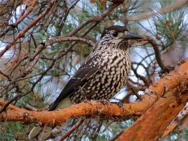 Сибирская кедровка. Кедровка в тайге. кедровка сибирская птица. баргузинский заповедник кедровка. кедровка ореховка.