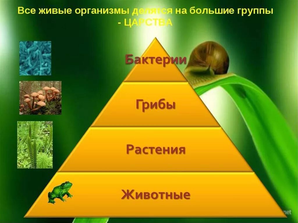 Биология презентация на тему живые организмы. 5 царств живых организмов. Проект живой организм 5 класс. Проект живой организм 5 класс. Разнообразие живой природы.