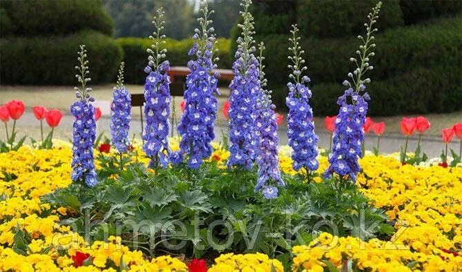 delphinium-foxglove-lavender-3b73629c Tuin ideeën, Tuin, Planten