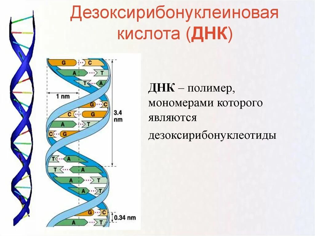 Расшифровка структуры молекулы ДНК. Расшифруйте строение ДНК. Структуру молекулы ДНК расшифровали.