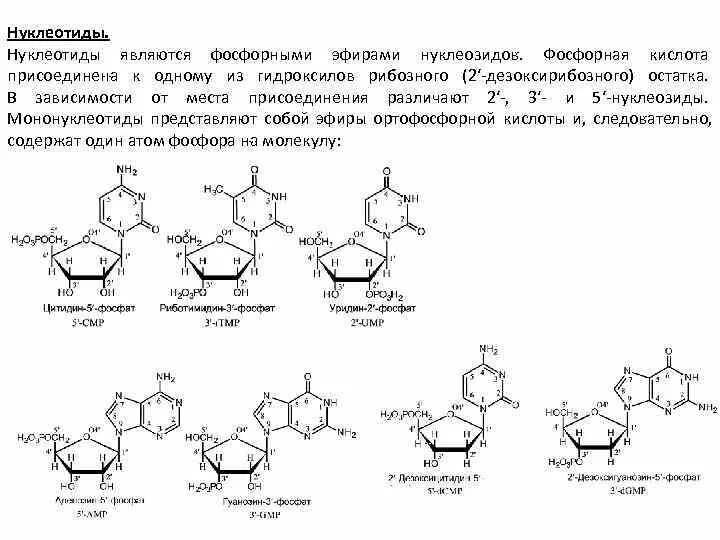 Формулы нуклеотидов. Схема строения нуклеотида. Происхождение термина полинуклеотид. Классификация нуклеотидов биохимия. Нуклеотиды нуклеозиды нуклеиновые кислоты.