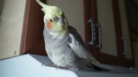 Корелла зевает