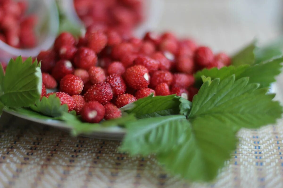 картина "изобилие". щедрость лета. деревня однолуки болховского района. августейший приколы. корзина с фруктами в саду.