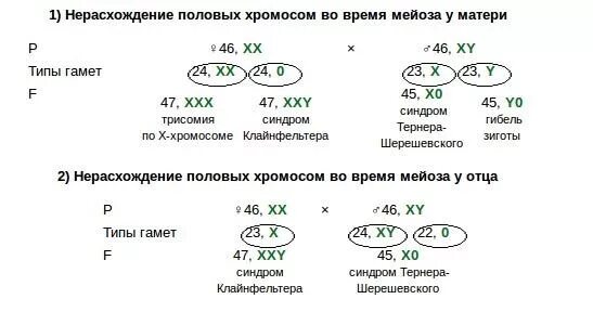 Задачи с нерасхождением хромосом. Нерасхождение половых хромосом у человека. Схема половых хромосом. Нерасхождение хромосом в мейозе.