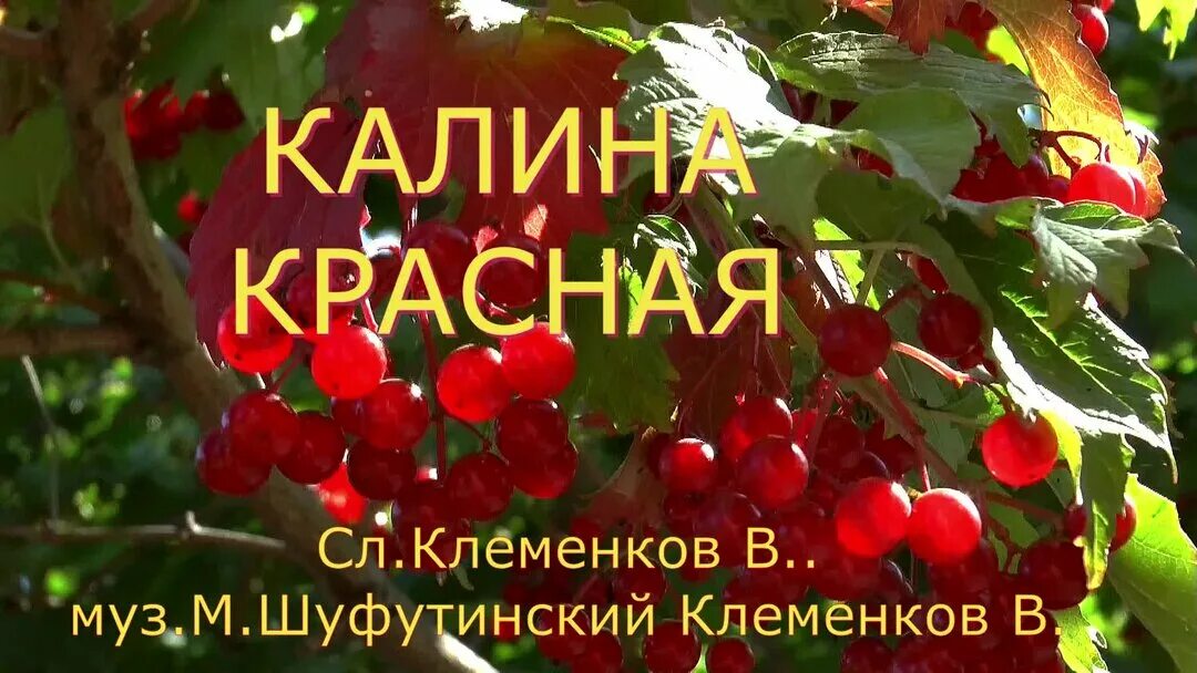 Калина красная калина вызрела песня текст песни. Калина красная Калина вызрела. Песенник Калина красная. Песни Калина красная. Калина красная шансон.