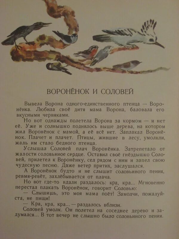 Э шим соловей и вороненок текст сказки. Иллюстрации к сказке э.шима соловей и вороненок. э шим рассказ соловей и вороненок. сказка э шима соловей и вороненок старшая группа. э шим соловей и вороненок текст.