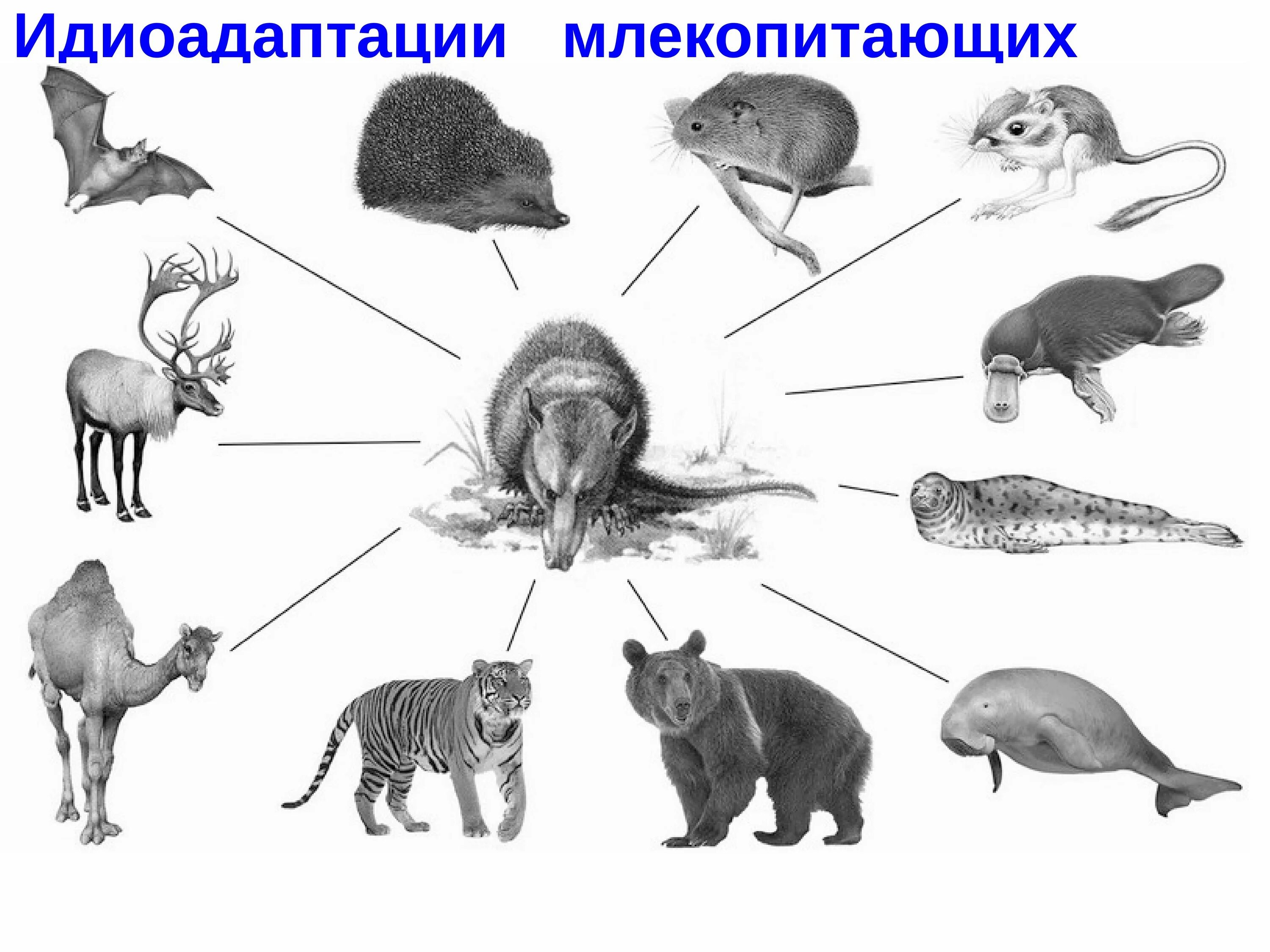 Отличие млекопитающих от других. Идиоадаптация млекопитающих. идиоадаптация у животных. аллогенез и идиоадаптация. идиоадаптации в эволюции животных.