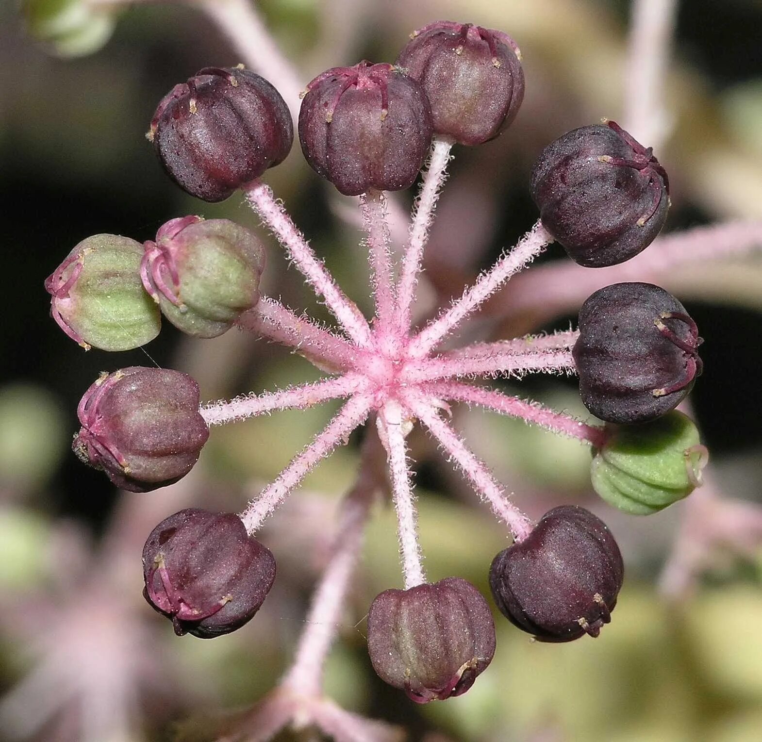 Аралия высокая. Аралия маньчжурская (Aralia mandshurica). Аралия высокая (Aralia elata). Аралия кистевидная. Маньчжурская Акация.