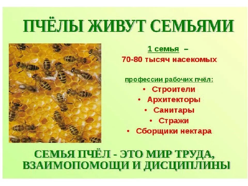 Особи пчелиной семьи. Описание пчелы. Сколько живут пчелы. Пчеловод сколько идет по времени. Пчеловод сколько идет по времени.