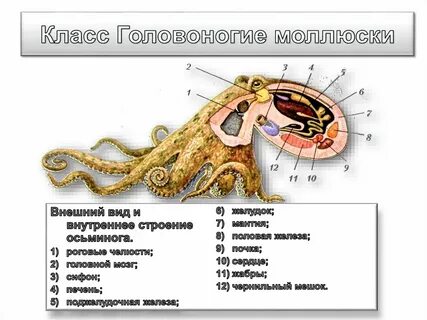 Отдел моллюски