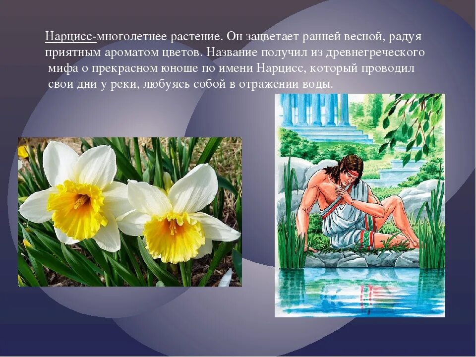 Как распознать нарцисса
