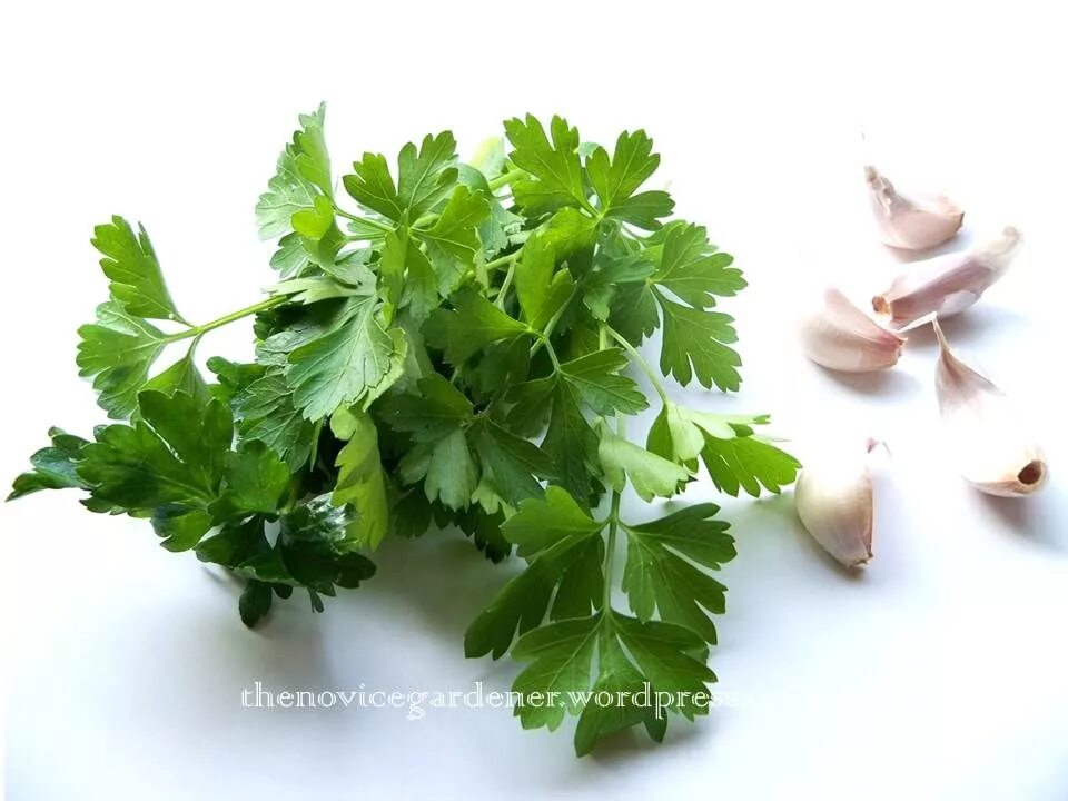 Петрушка чеснок. Укроп петрушка чеснок. Петрушка чеснок. Петрушка и чеснок при дерматите. Укроп кинза сельдерей.
