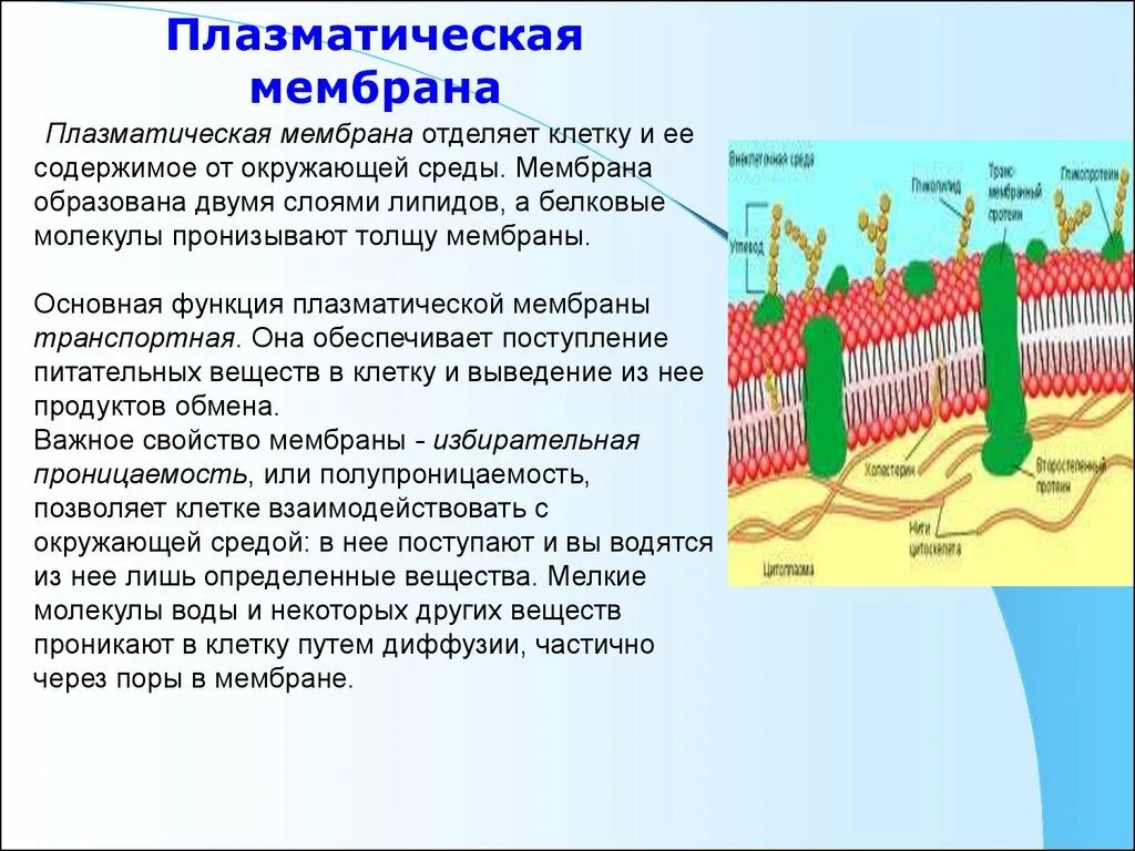 Структура клетки плазматическая мембрана. Плазматическая мембрана строение и функции. Наружная плазматическая мембрана строение и функции. Гликолипиды в плазматической мембране. Слои образующие мембрану клетки