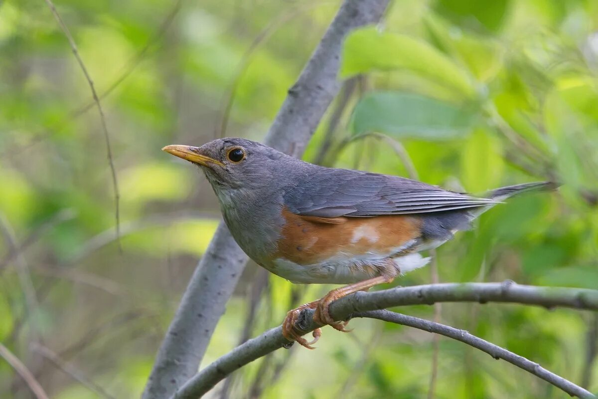 Сизый Дрозд. Певчий Дрозд трель. Turdus hortulorum. Сизый Дрозд фото.