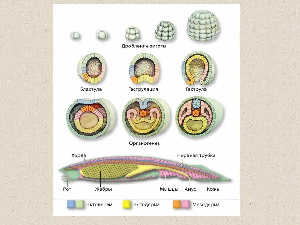 Стадии эмбрионального развития ланцетника бластула. Стадия эмбриогенеза ланцетника 3 стадия. Стадии эмбрионального развития органогенез. Стадии эмбрионального развития ланцетника.