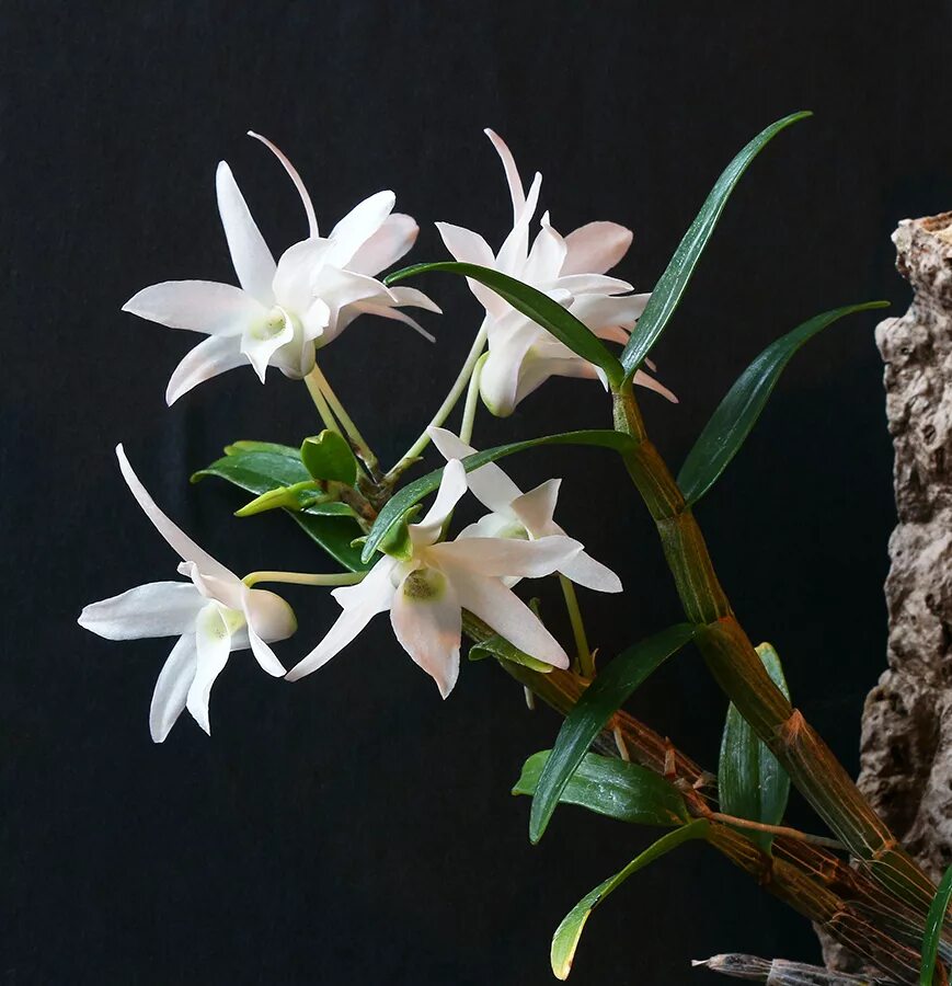 Дендробиум монилиформе. Дендробиум hwangseol. орхидея dendrobium moniliforme. дендробиум капитулифлорум.