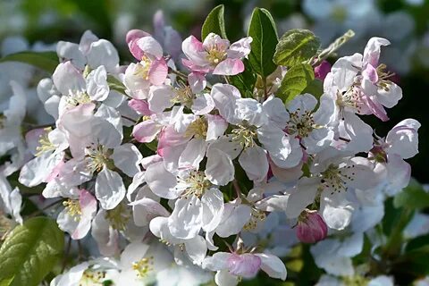 Apple blossom