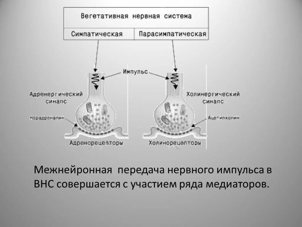 Вегетативный синапс