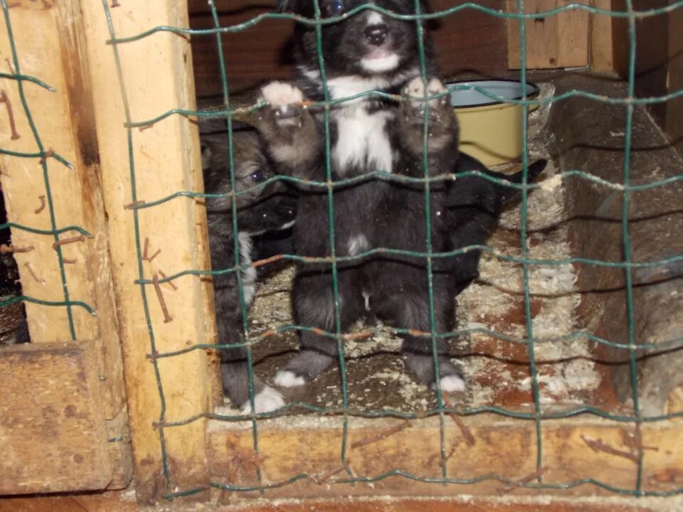 Приют котлас право на жизнь. Приют котлас право на жизнь