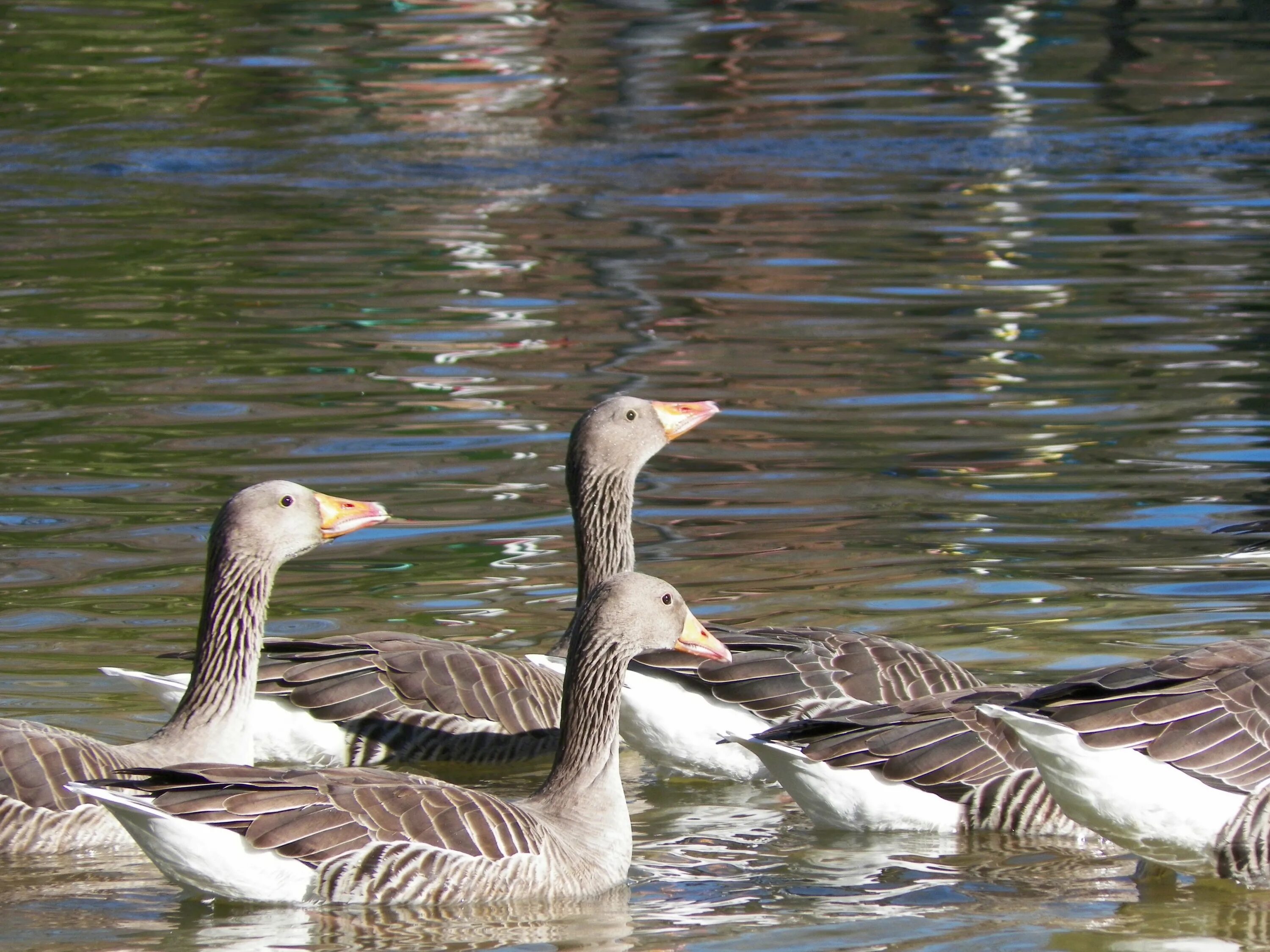 ). Гусь водоплавающая птица. Утка с утятами. Алеутская канадская казарка. Дикие утки огарь.