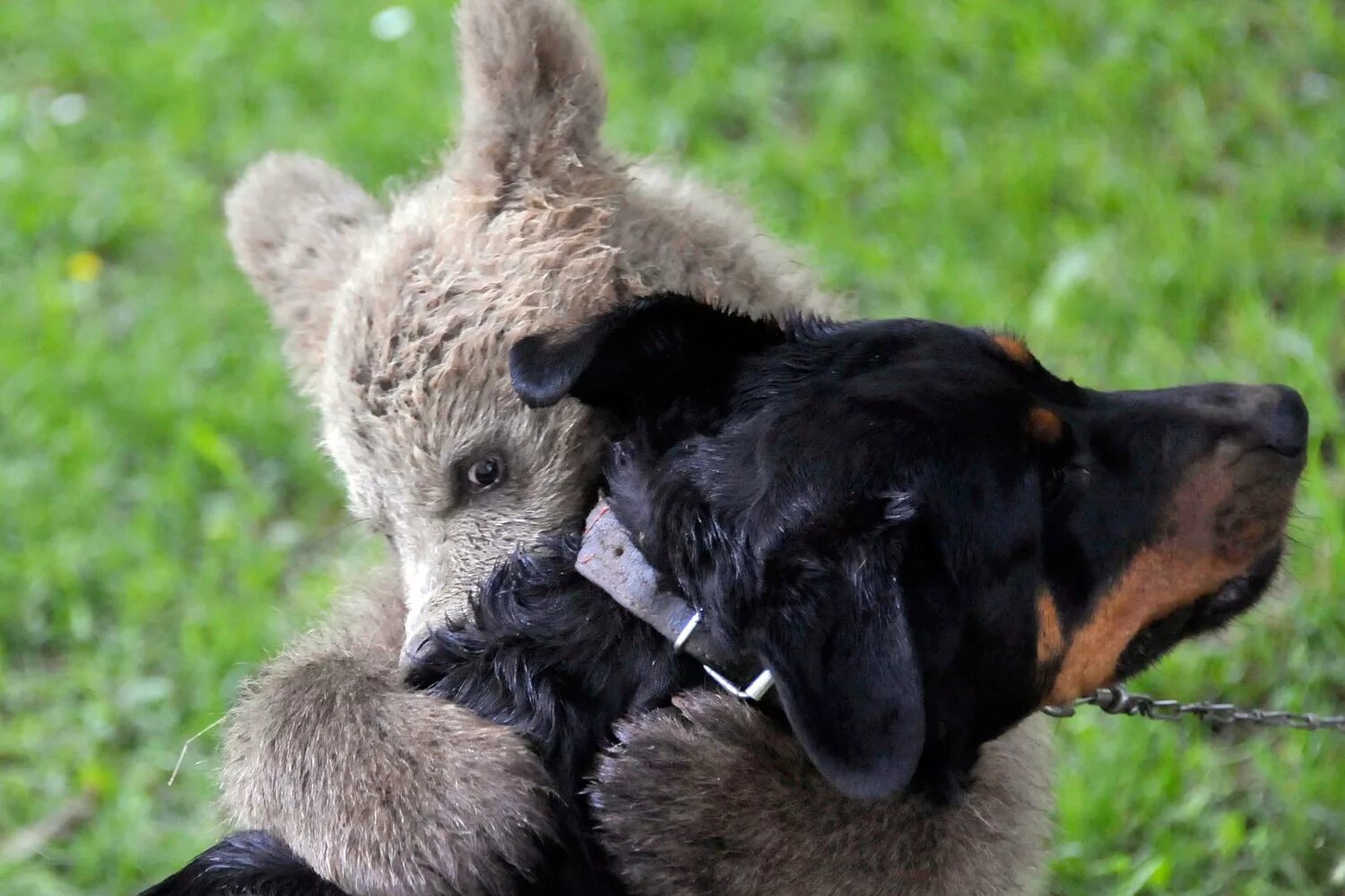 Animals same. Животные друзья. Трогательные животные. Необычная Дружба животных. Собака Медвежонок.