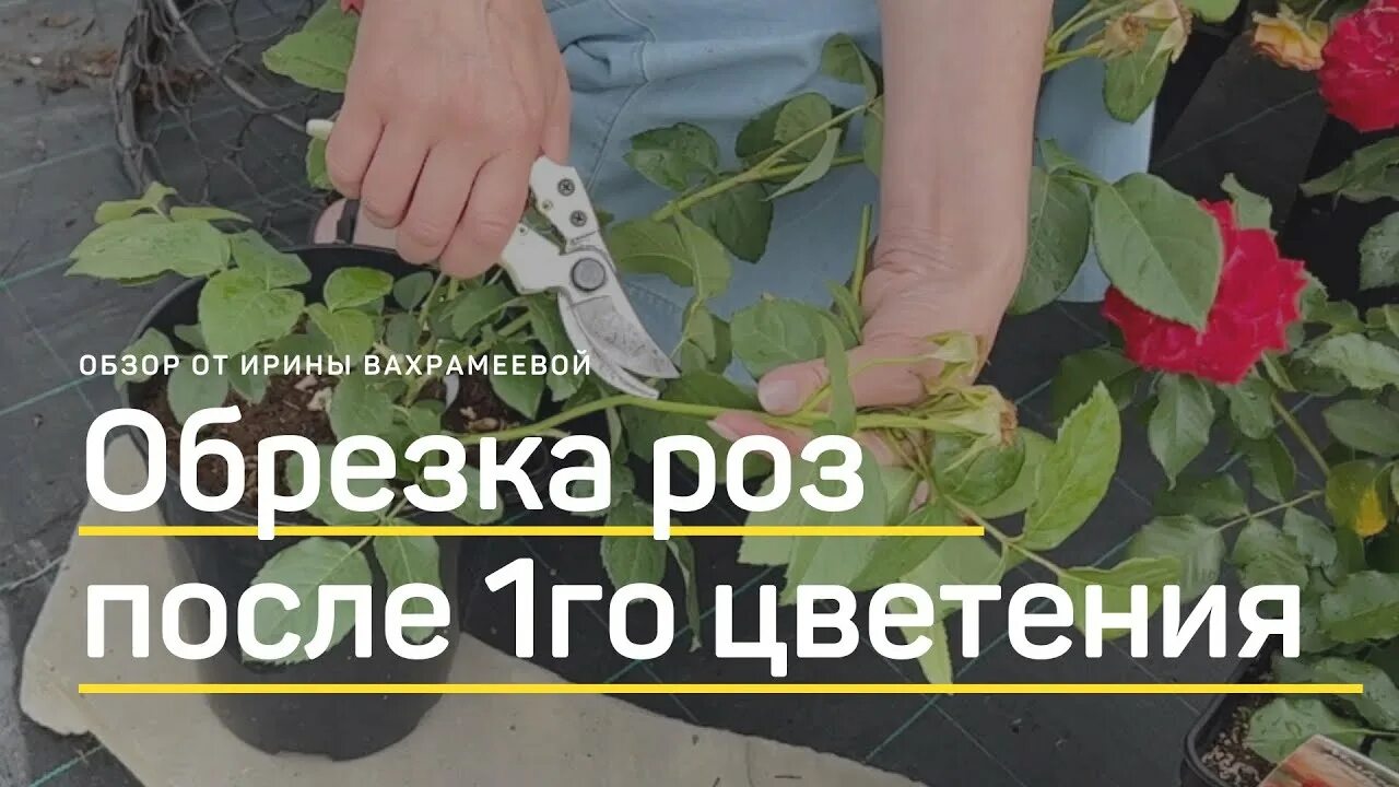 Розы отцвели надо ли срезать бутоны. Обрезка роз после цветения. обрезка роз летом. как обрезать розы летом. обрезка роз после первого цветения для повторного цветения.