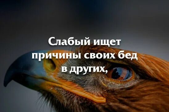 Слабые ищут сильные. Слабый ищет оправдания сильный возможности. Слабый ищет причину сильный возможность. Одни ищут причины а другие возможности. Слабый ищет оправдания сильный ищет возможности.