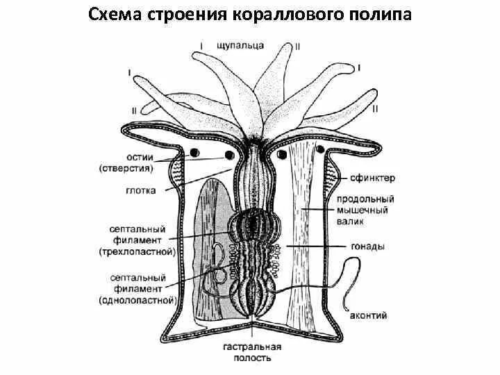 Строение одиночного кораллового полипа. Строение коралловых полипов кишечнополостных. Строение шестилучевого кораллового полипа. Строение коралловых полипов схема.