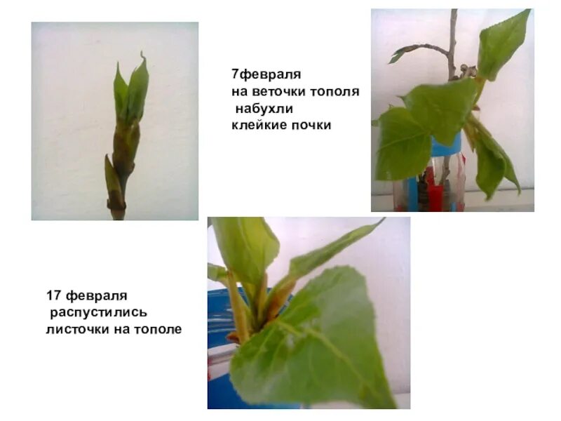 Через сколько дней появляются листочки. Ветка тополя с почками и листьями. Почки тополя. Ветка тополя. Наблюдение за веточкой тополя.