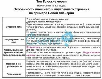 Заполните таблицу системы органов белой планарии