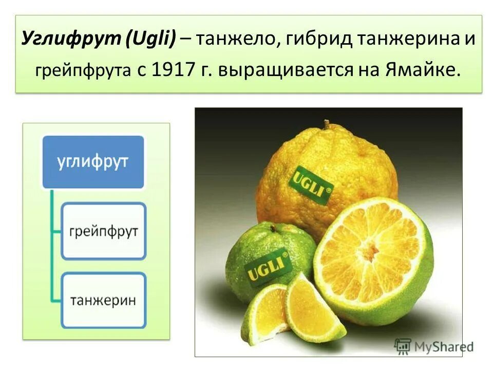 Помело род существительного. Помело фрукт полезные. Чем полезно помело. Помело витамины. Помело фрукт полезные.