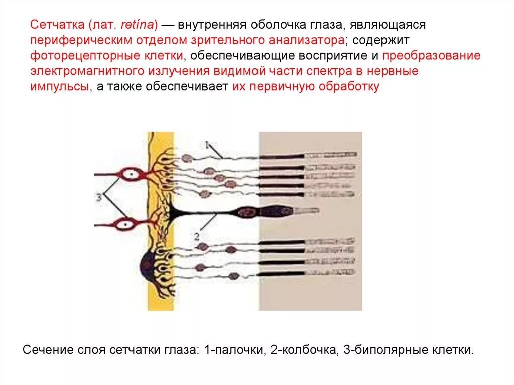 Рецепторы сетчатки функции. Периферический отдел: рецепторы сетчатки глаза;. периферический отдел зрительного анализатора сетчатки. биполярные клетки сетчатки функции и строение. фоторецепторные клетки сетчатки.