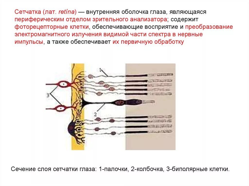 Фоторецепторы какой отдел. Зрительный анализатор анализатор палочки колбочки. Периферический отдел: рецепторы сетчатки глаза;. Периферический отдел зрительного анализатора сетчатки. Биполярные клетки сетчатки строение и функции.