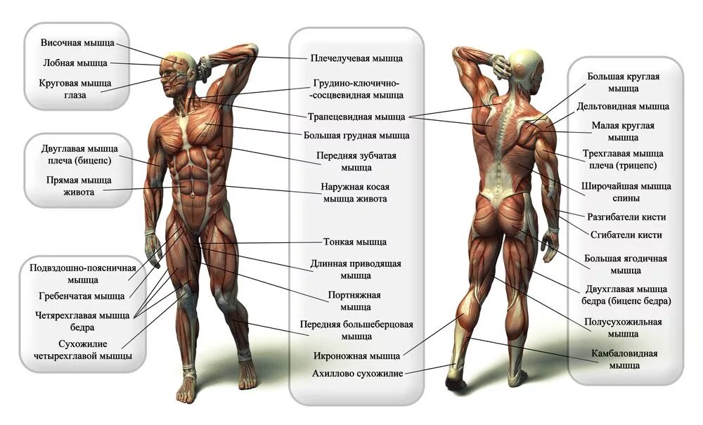 Основные мышцы туловища человека. Мышечная система человека название мышц. Мышечная система человека анатомия таблица. Строение мышцы человека схема с названиями анатомия. Общее название людей