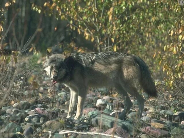 Pin by Poupy on Loups et garou Wolf dog, Grey wolf, Wolf pictures