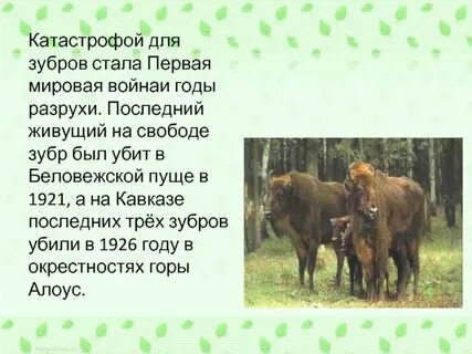Где жили зубры
