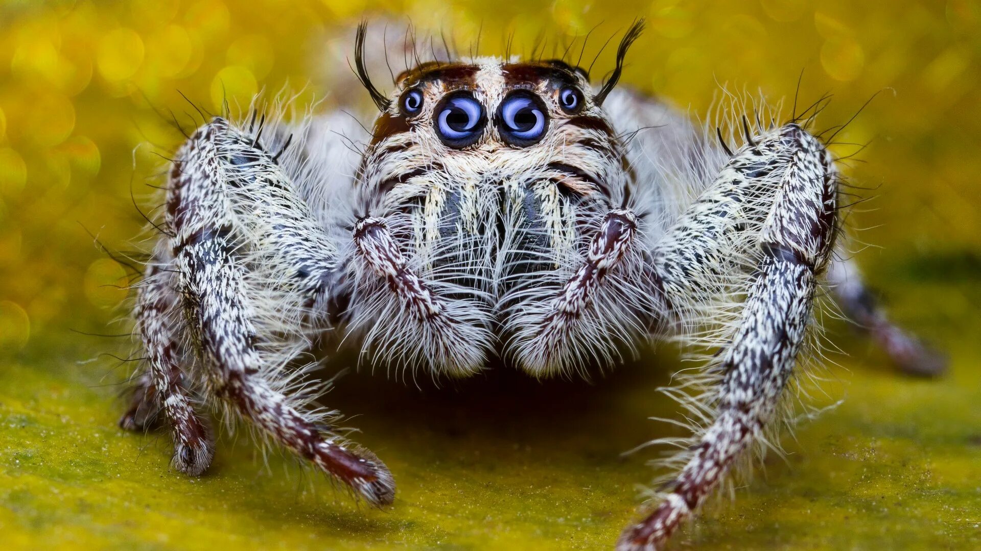 Ich eine spinne