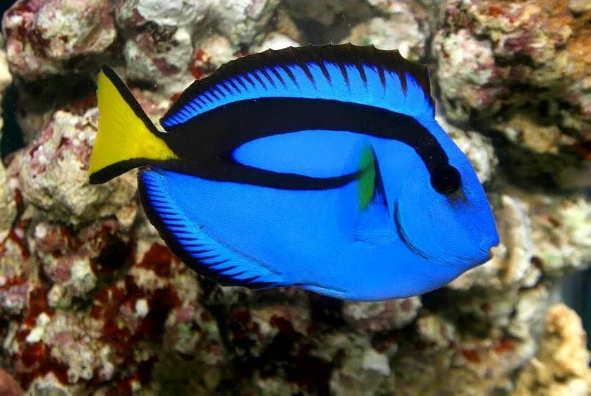 Голубой хирург (paracanthurus hepatus). Рыба хирург голубой королевский. Хирург голубой (белогрудый), s /acanthurus leucosternon (5-6 см). Рыбка дори порода. Рыба зебрасома синяя.