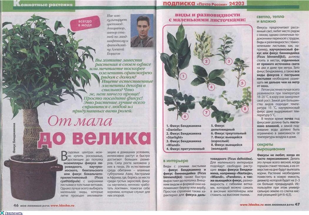 Кислотность для фикуса. Земля для фикуса. земля для фикуса бенджамина. грунт для фикусов состав. фикус с маленькими листочками.