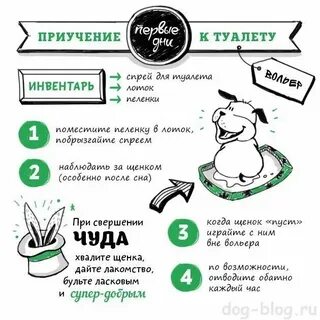 Сколько в день должен щенок писать